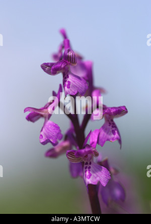 Orchis mascula Early Purple Orchid Banque D'Images