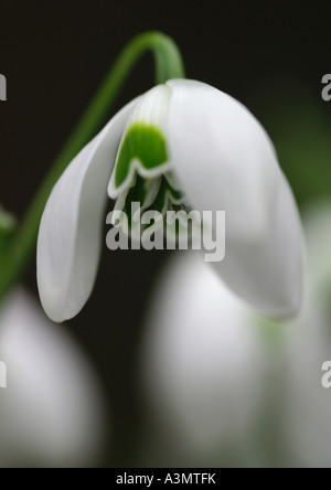 Ophelia Snowdrop Galanthus Banque D'Images