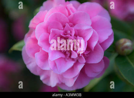 Un jardin en fleur de camélia en hiver Grande-bretagne Devon Banque D'Images