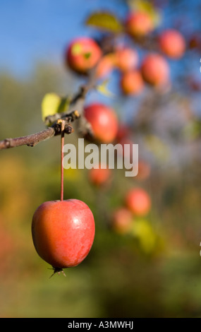 Pomme rouge ( non comestible ) sur une branche décorative de pommier , Finlande Banque D'Images