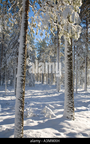 PIN enneigé ( pinus sylvestris ) arbres dans la forêt de taïga à Winter , Finlande Banque D'Images