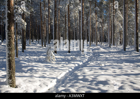 Sentier sur la neige en pin ouvert ( pinus sylvestris ) taïga forêt à Winter , Finlande Banque D'Images