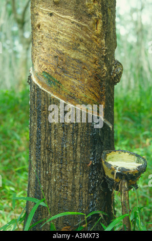 L'écoulement de latex dans une tasse de coupes dans l'écorce de l'arbre à caoutchouc Hevea brasilensis Malaisie Banque D'Images