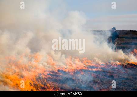 Brûlage contrôlé de la bruyère sur les landes, avril élevage des landes de Grouse. Deux garde-chasse brûlent de la bruyère pour encourager de nouvelles pousses de bruyère pour la nourriture. Banque D'Images