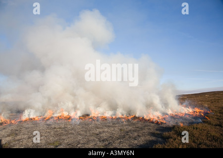 Brûlage contrôlé de la bruyère sur les landes, avril élevage des landes de Grouse. Deux garde-chasse brûlent de la bruyère pour encourager de nouvelles pousses de bruyère pour la nourriture. Banque D'Images