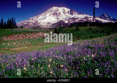 Mt Rainier au-dessus des fleurs des champs le long du sentier des lacs dans le Parc National de Mount Rainier Washington Banque D'Images