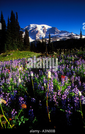 Mt Rainier au-dessus des fleurs des champs le long du sentier des lacs dans le Parc National de Mount Rainier Washington Banque D'Images