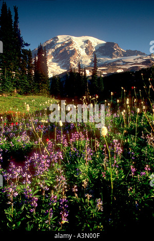 Mt Rainier au-dessus des fleurs des champs le long du sentier des lacs dans le Parc National de Mount Rainier Washington Banque D'Images