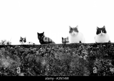 Les chats de rue sur un mur permanent Banque D'Images