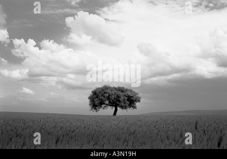 2005 Turquie un arbre dans une zone rurale Banque D'Images