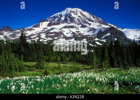 Mt Rainier lillies avalanche ci-dessus en fleurs dans un parc national du Mont Rainier Washington Banque D'Images