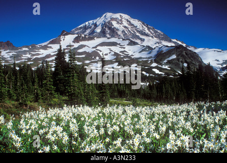 Mt Rainier avalanche au-dessus de la Spray lillies Park Mount Rainier National Park Washington Banque D'Images