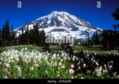 Mt Rainier avalanche au-dessus de la Spray lillies Park Mount Rainier National Park Washington Banque D'Images
