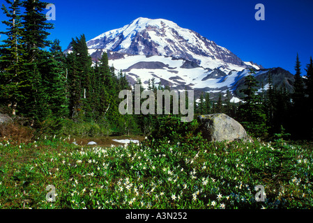 Mt Rainier avalanche au-dessus de la Spray lillies Park Mount Rainier National Park Washington Banque D'Images