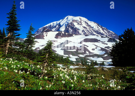 Mt Rainier avalanche au-dessus de la Spray lillies Park Mount Rainier National Park Washington Banque D'Images