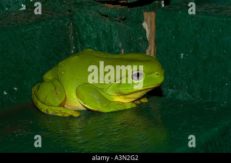 Frog - une douche constant companion. Banque D'Images