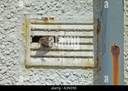 Moineau domestique Passer domesticus femelle nid laissant place à évent dans bâtiment abandonné UK Banque D'Images