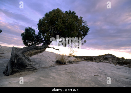 Juniper tree du désert au coucher du soleil, Waterpocket fold, Capitol Reef National Park, Utah Banque D'Images