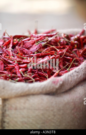 Piment rouge séché Devaraja, marché de fruits et légumes, Mysore, Inde Banque D'Images