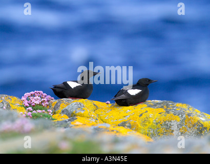 Guilemots Cephus grylle Black sur falaise Mousa réserve RSPB écosse Shetland juin Banque D'Images