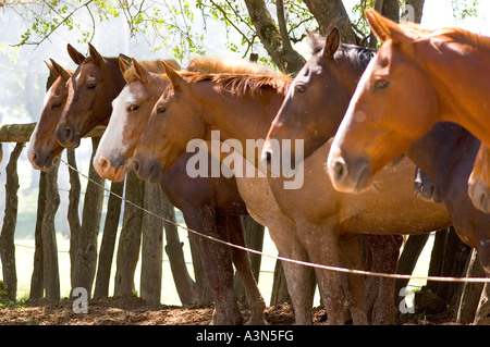 Chevaux calme dans la Fiesta de la Tradicion, San Antonio de Areco, Provincia de Buenos Aires, Argentine Banque D'Images