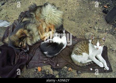 Chien et deux chats ensemble sur une vieille veste, Smerek, Pologne Banque D'Images
