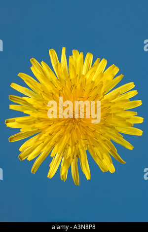 Close Up de fleur de pissenlit Taraxacum officinale Banque D'Images