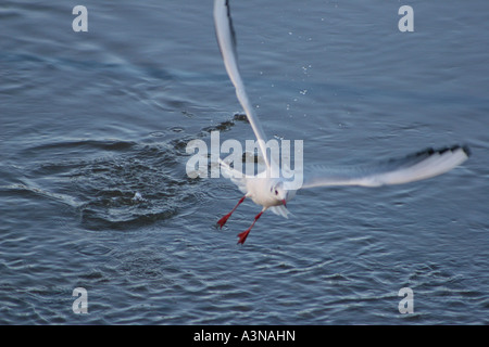 Seagull décollant de mer. Banque D'Images