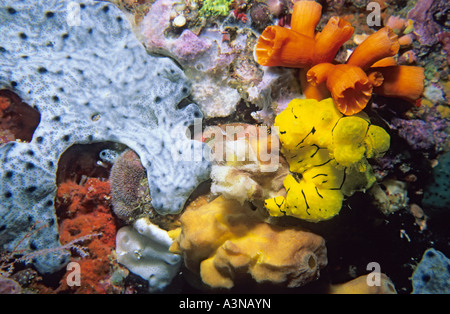 Jaune à rayures noires sur coral reef Nudibranch Banque D'Images