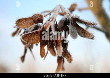 Close-up of sycamore seeds frosted Banque D'Images