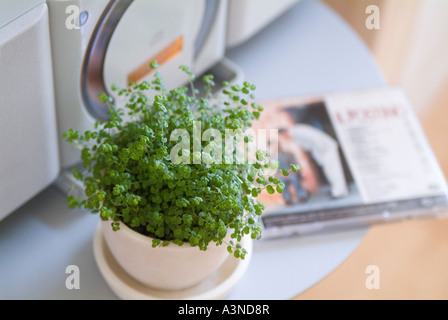 Plante en pot en face de Boom Box Banque D'Images