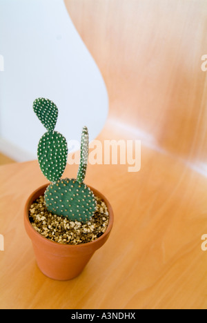 Cactus en pot on chair Banque D'Images