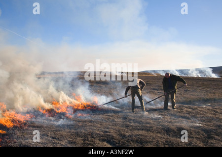 Brûlage contrôlé de la bruyère sur les landes, avril élevage des landes de Grouse. Deux garde-chasse brûlent de la bruyère pour encourager de nouvelles pousses de bruyère pour la nourriture. Banque D'Images