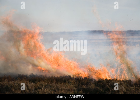 Brûlage contrôlé de la bruyère sur les landes, avril élevage des landes de Grouse. Deux garde-chasse brûlent de la bruyère pour encourager de nouvelles pousses de bruyère pour la nourriture. Banque D'Images