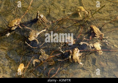 Crapaud commun Banque D'Images