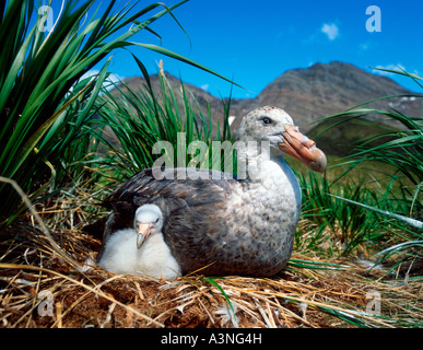 Pétrel géant Fulmar géant du Sud / Banque D'Images