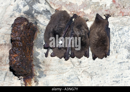 Chauve-souris de Daubenton Banque D'Images