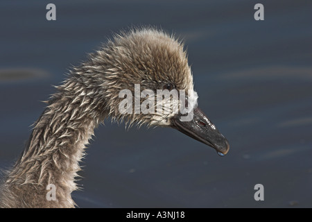 Black Swan Cygnet Banque D'Images