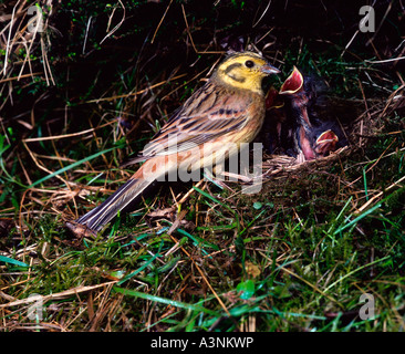 Bruant jaune Banque D'Images