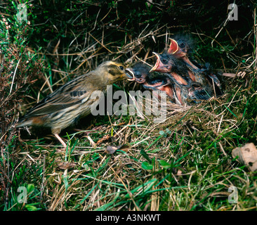 Bruant jaune Banque D'Images