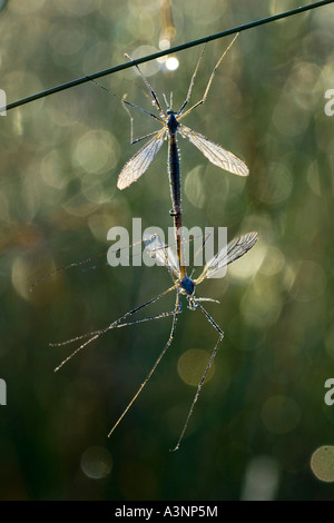 Cranefly / Daddy-Long-jambe Banque D'Images