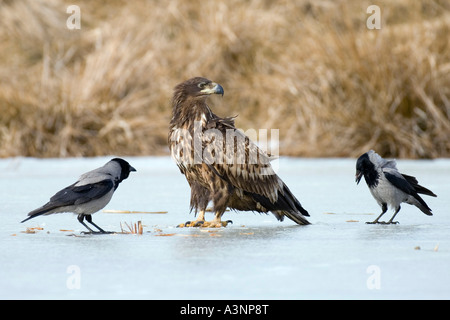 Pygargue à queue blanche et le phoque à capuchon Crow Banque D'Images