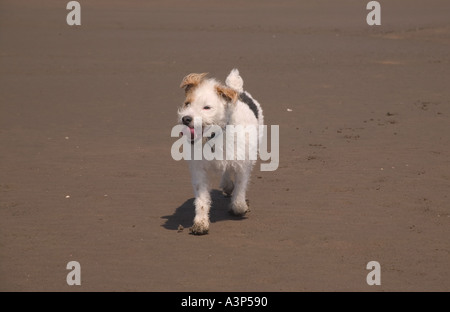 Terrier d'exécution sur la plage Banque D'Images