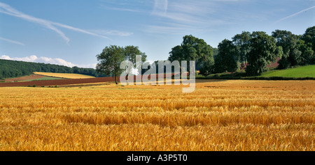 Domaine de la venu de l'ORGE EN PAYSAGE AVEC DES ARBRES À LA FIN DE L'ÉTÉ MONMOUTHSHIRE SOUTH WALES UK Banque D'Images