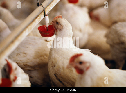 Les poulets EN POULAILLER UK Banque D'Images