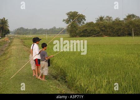 Les garçons attraper des grenouilles dans les rizières de Tay Ninh (Vietnam 2006). Banque D'Images