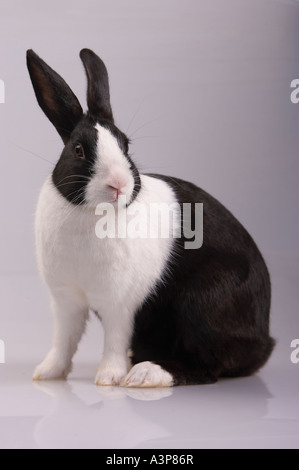 Lapin domestique Oryctolagus cuniculus race néerlandais Grand Prairie au Texas USA Banque D'Images