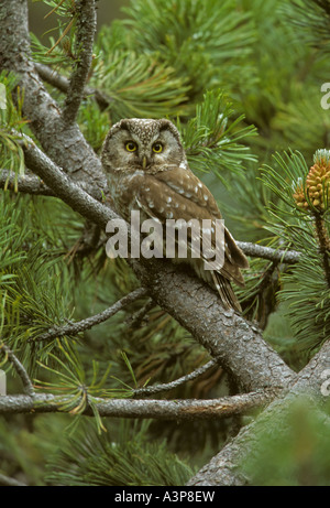 Aegoliius funereus Tengmalm Espagne Banque D'Images