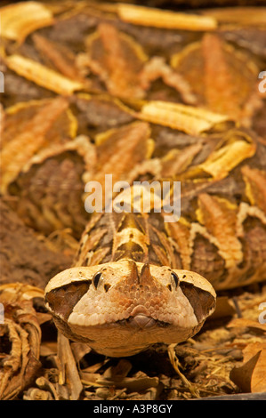 L'Afrique de l'Ouest Gaboon Viper Bitis gabonica rhinoceros Afrique du Serpent Banque D'Images