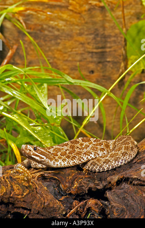 Western Massasauga Sistrurus catenatus tergeminus USA Banque D'Images